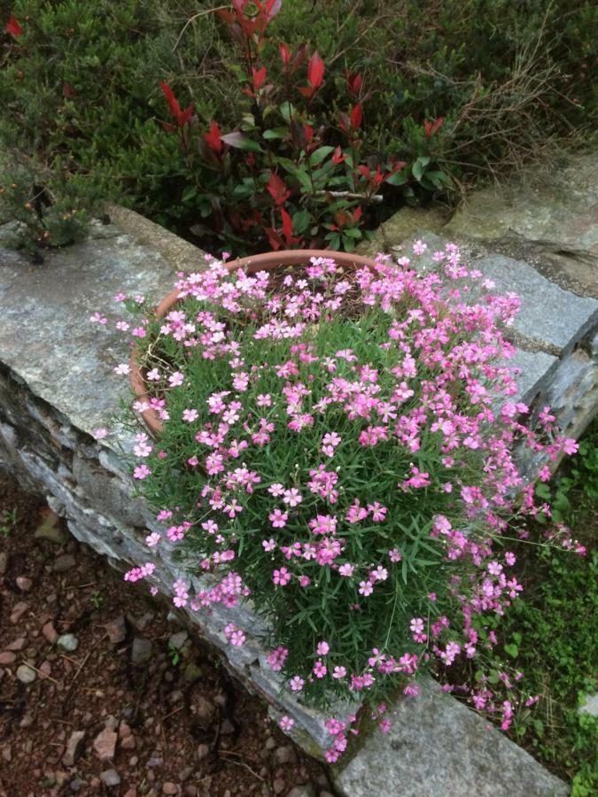 Dimora Fiorita Junior My Holiday Home Varallo Exterior foto